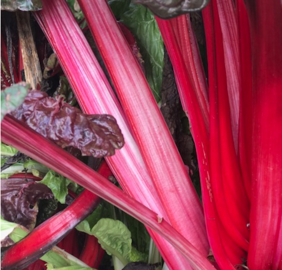 Red Red Rhubarb